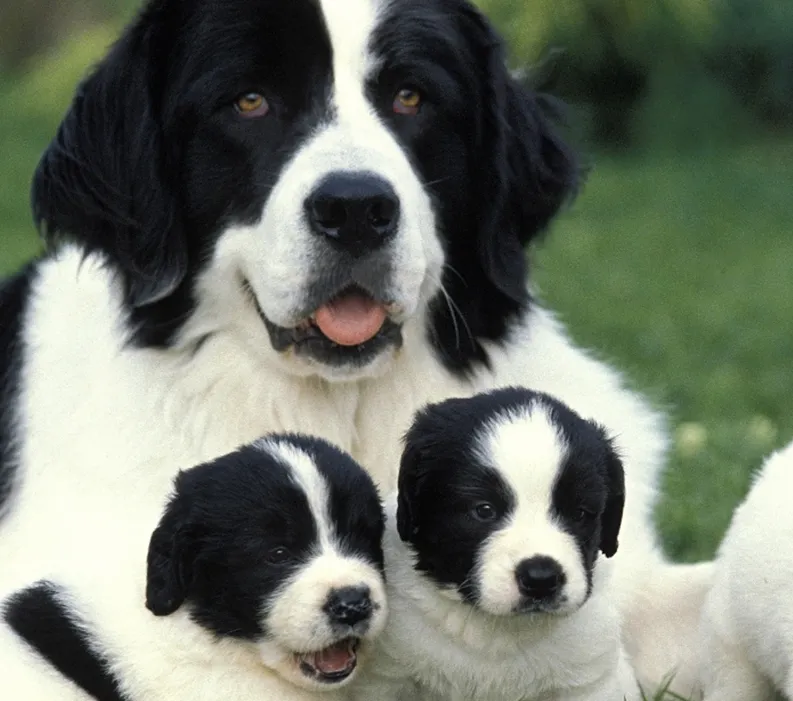 Large black-and-white dog lying on grass with three black-and-white puppies gathered nearby.
