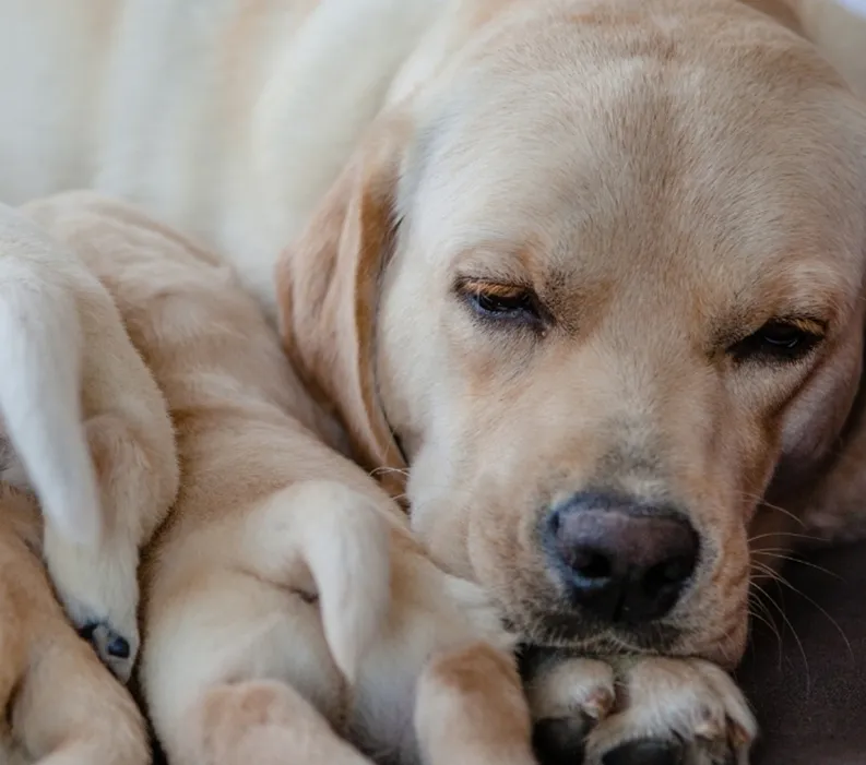 Yellow Labrador mother resting with a litter of newborn puppies after whelping.