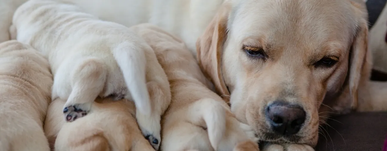 Yellow Labrador mother resting with a litter of newborn puppies after whelping.