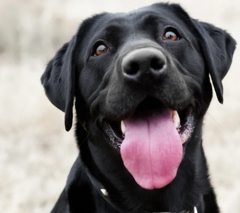Close-up of a black Labrador with its tongue out, looking toward the camera.