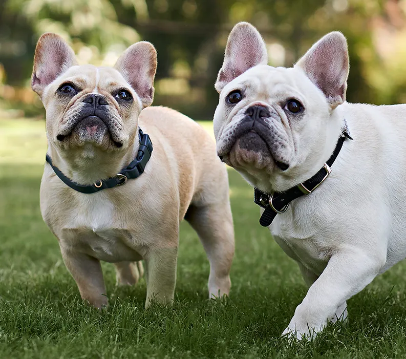 Two French Bulldogs standing together on grass outdoors.