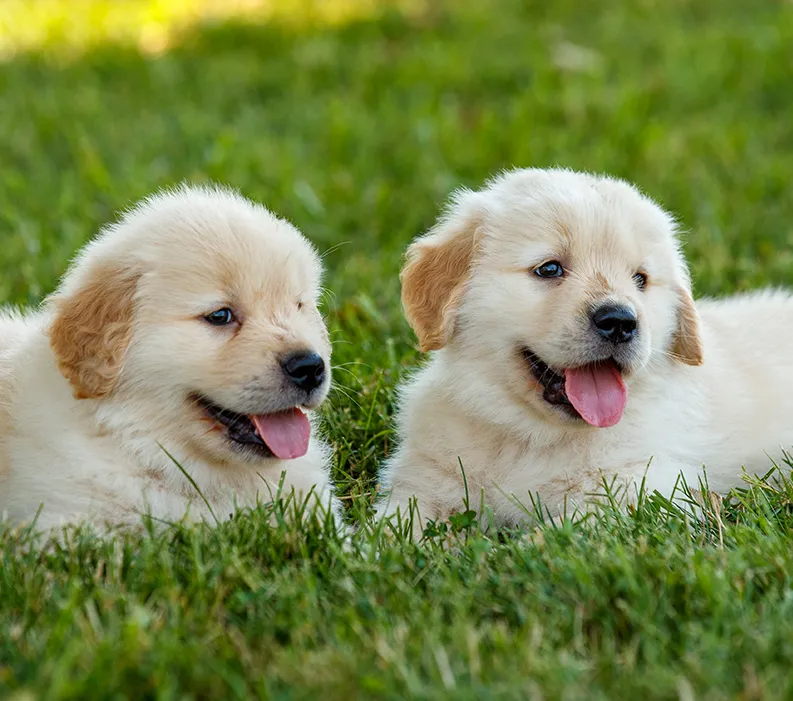 Two Golden Retriever puppies lying in green grass.