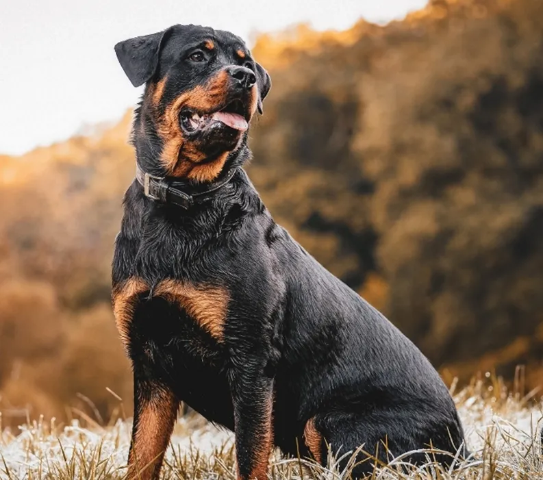 Rottweiler sitting in a grassy field.