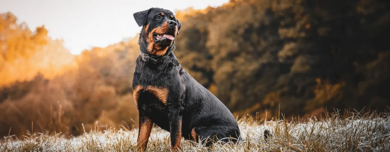 Rottweiler sitting in a grassy field.