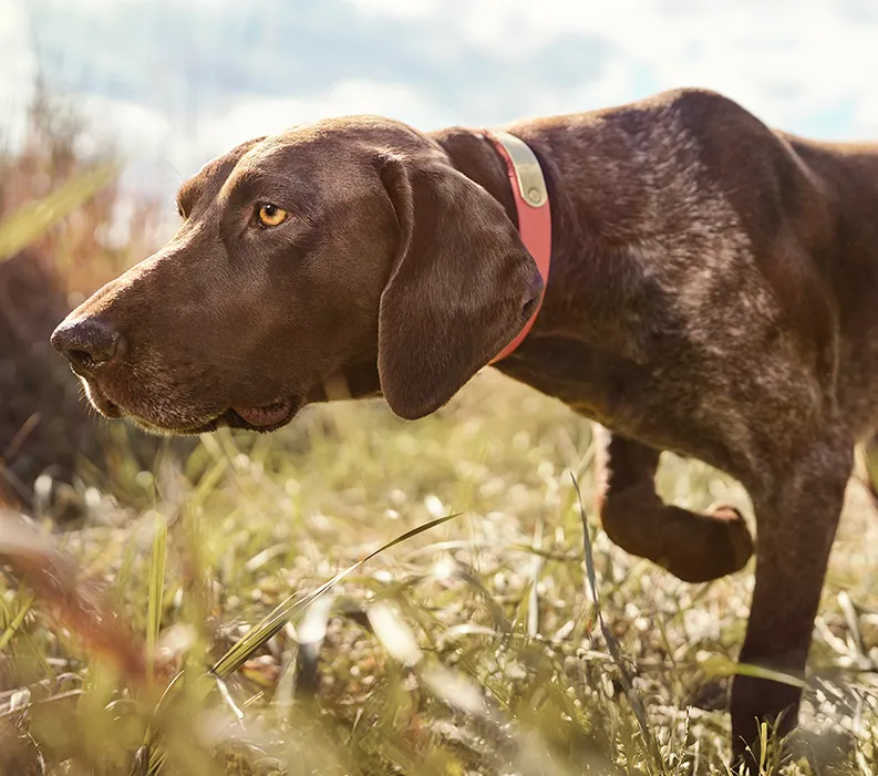 Brown sporting dog wearing a red collar walking through a grassy field.