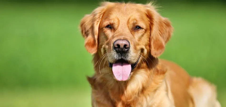 GoodDog Part1 HowToManageYourStudDog HeaderImage 950x450 (1)