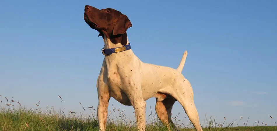 ARB The Best 　 POWER UP! HOUND DOG Outward Hound Invincibles Tough Skinz Rattlesnake Dog Toy