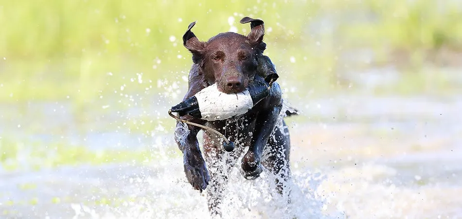 Weatherproof Sporting Dog OS Header 950x450