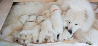 0375995 ProClub Article NutritionForPuppies header 950x450