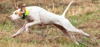 2020 National Champion Bird Dog Joe