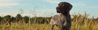 dog in field