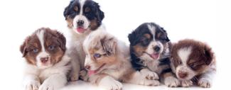 a group of puppies
