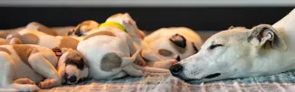 dog with puppies sleeping