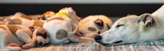 dog with puppies sleeping