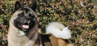 Top Akita in History, Nik, Wins 100 Bests in Show | Purina Pro Club