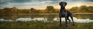 A black Labrador stands alert by a calm lake at sunset, with reflections of trees and a serene sky on the water&#039;s surface, creating a tranquil outdoor scene.