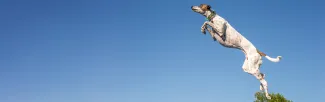 A spotted dog with a green collar leaps high into the air against a clear blue sky, capturing a moment of agility and energy in an outdoor setting.