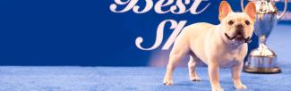 National Dog Show - French Bulldog Winston Wins Best In Show 2022