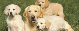 ProClub_GoodDog_Part2_TheRoleOfProgesteroneTesting_SSB_ArticleImagery