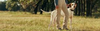 a person walking a dog