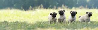 Four pug puppies with light tan coats and black faces sit and stand in a grassy field, with a softly blurred green background of trees.