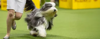 Dog running - Addison&#039;s Disease