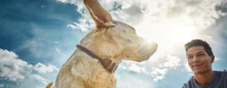 Dog &amp; person with clouds above them - Atopic Dermatitis Treatment