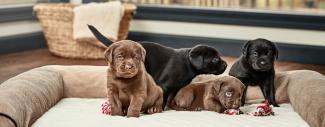 Labradors &amp; Blindness - Lab puppies on dog bed