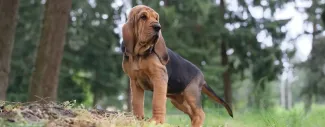 Black &amp; brown dog standing with trees behind him - Canine Osteosarcoma &amp; IBD