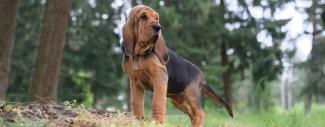 Black &amp; brown dog standing with trees behind him - Canine Osteosarcoma &amp; IBD