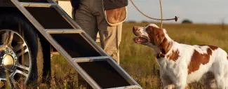 Ask a Vet: How Do I Safely Travel With My Bird Dog?