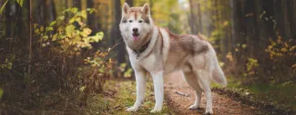 Husky Pneumothorax