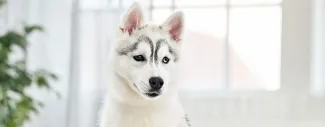 Black &amp; white dog in front of window - IBD in dogs