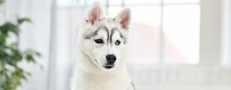 Black &amp; white dog in front of window - IBD in dogs