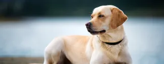 Tan dog standing &amp; looking off to the side - Laryngeal Paralysis