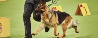 Dog running on leash - Novel Therapies and TK Blood Test