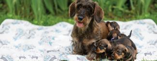 Momma Dog &amp; Puppies on a blanket - PesVarus