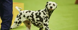 Dalmation walking &amp; looking at the camera - Promoting Dalmation Health