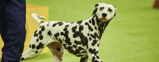 Dalmation walking &amp; looking at the camera - Promoting Dalmation Health
