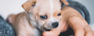 baby Chihuahua puppy
