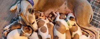 A dog mom snuggled with her litter of puppies.