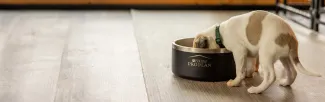 A small puppy with a white and tan coat eats from a large Purina Pro Plan bowl on a wooden floor, with food crumbs scattered around.