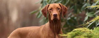 A dog standing in a forest.