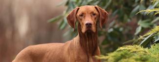 A dog standing in a forest.