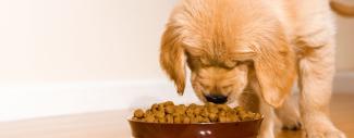 A puppy sniffing kibble in food bowl. 