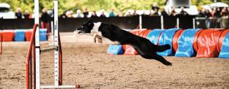 Bungee the dog leapng during agility course.