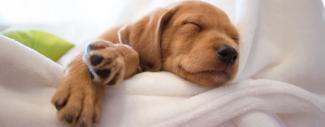  A puppy sleeping on a blanket.