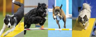 Four images of AKC agility dogs in competition.