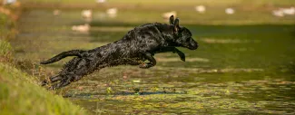 A black Labrador Retriever leaping into a pond.