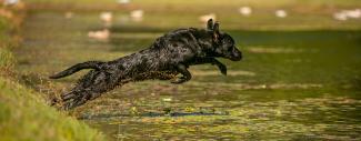 A black Labrador Retriever leaping into a pond.